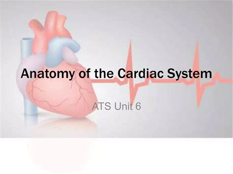 Image result for Cardiac System Explained Simple Beginners