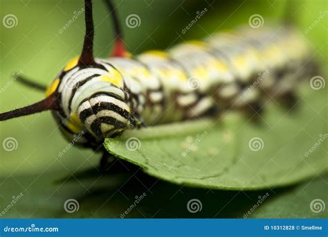 Black Swallowtail Caterpillar Eating Stock Photo - Image of harmony ...