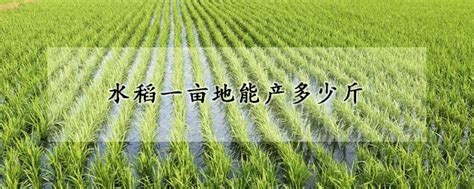 水稻一亩地能产多少斤 —【发财农业网】
