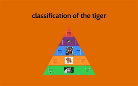 Image result for Tiger Classification Chart