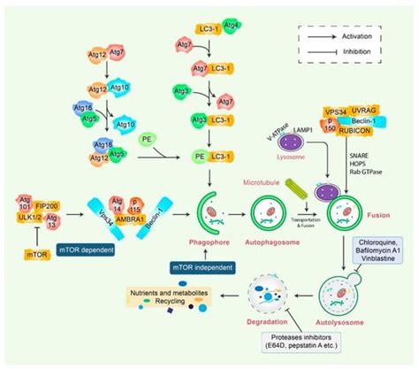 Molecular Insights into the Multifunctional Role of Natural Compounds ...