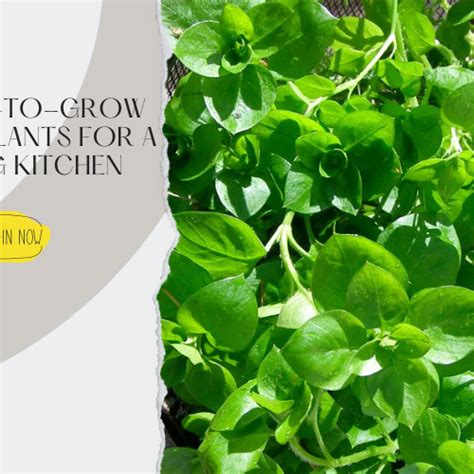Best Gardening Tips | News and Care — Tagged "edible plants" — Mahindra ...
