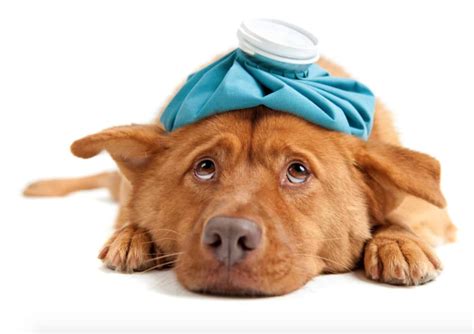 Can Dogs Eat Grapes? Risks, Symptoms & Treatment