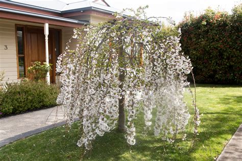 Weeping Flowering Cherry