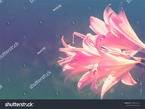 Image result for Everything Reproduction System