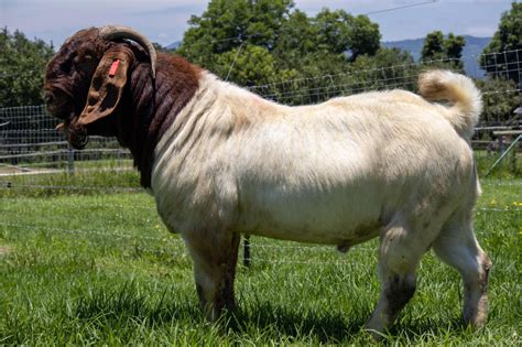 Sahar farm Boer Goat For Sale