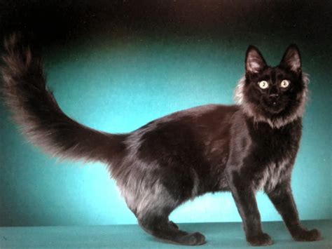 Cat Shows | Turkish Angora Cats And Kittens - Chateaumane Turkish Angoras