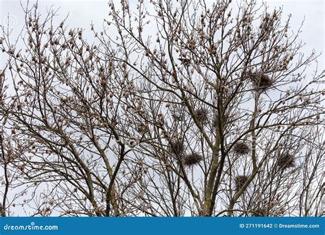 Numerous Nests of Crows on Tall Trees Against Cloudy Sky Stock Photo - Image of weather, nest ...