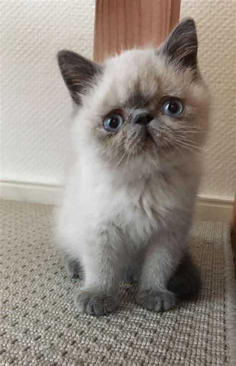 Siamese And Persian Mix - MXIKER