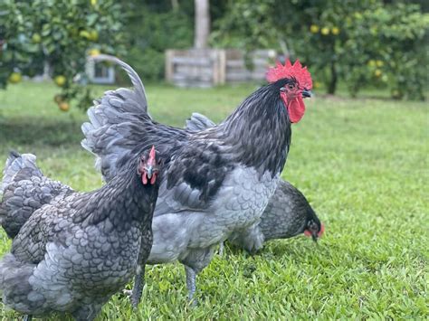 The Ultimate Guide to Australorp Chickens