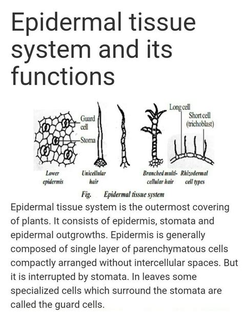 describe epidermal tissue system with diagram and example