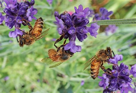 Do Deer Eat Lavender?