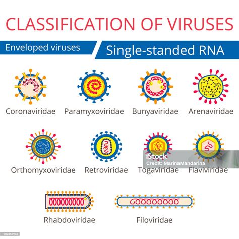 Classification Of Viruses Enveloped Viruses Stock Illustration - Download Image Now - Infectious ...