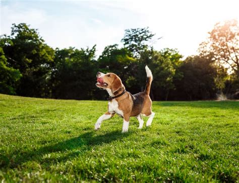 Licensed Pet Dogs in KBR Park: What You Need to Know – Hyderabad Mail