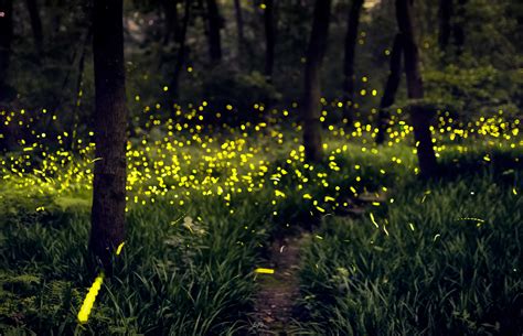 【西双版纳网红打卡地】萤火虫，才是记忆里最美的夏天，一定要来这里看！_植物园