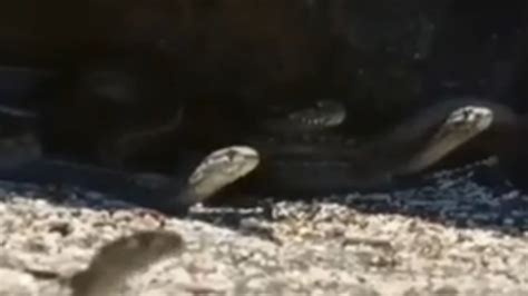 BBC纪录片《地球脉动》 群蛇追杀海蜥蜴一幕_手机新浪网