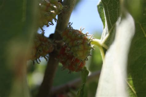 Image result for Alien Fruit