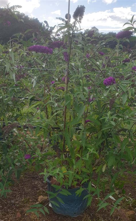 Butterfly Bush - Wykeham Mature Plants