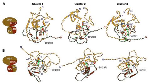 Deconvolution of the MBP-Bri2 Interaction by a Yeast Two Hybrid System ...