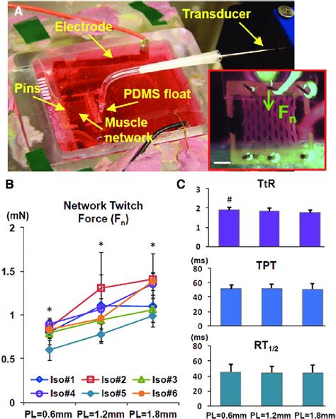 Image result for What Is Muscle Architecture Force Generation
