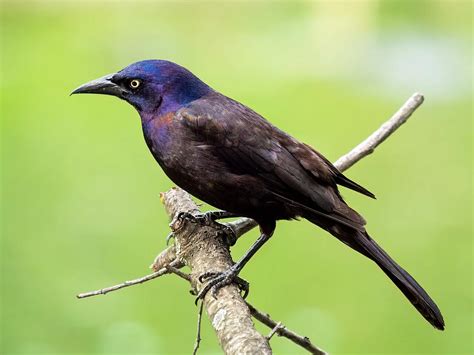 How to Get Rid of Grackles (Without Driving Off Songbirds) - Bird ...