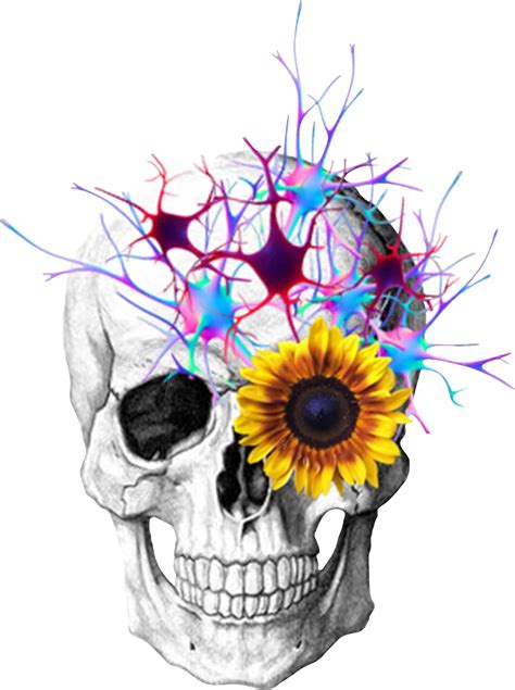 Buy Skull Nerves - Sticker, (2.5 x 3.27) Nerve Power, Unique Anatomy ...