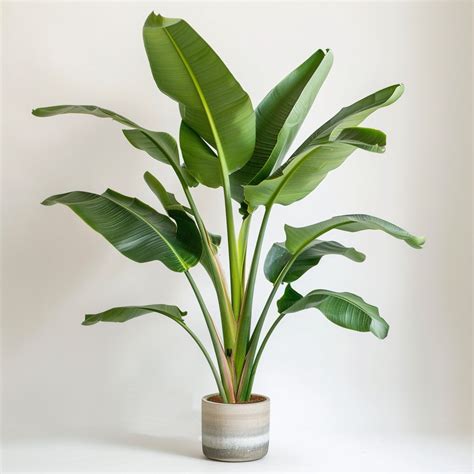 Big Leaf Plants for Indoor & Outdoor: Top 17 Giant Varieties