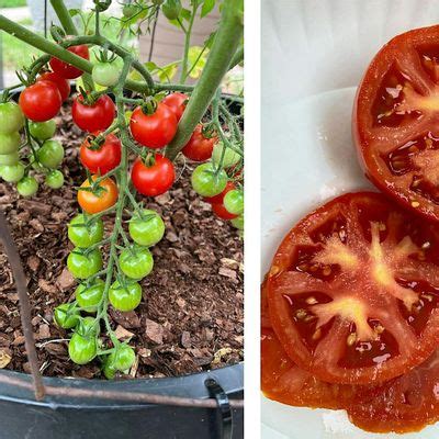 FAST Class: Growing Fall Tomatoes, North Haven Gardens, Dallas, 6 July ...