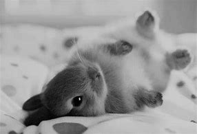 Image result for Fluffy Baby Bunny