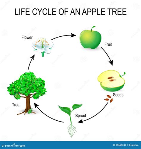 Image result for Tree Life Cycle