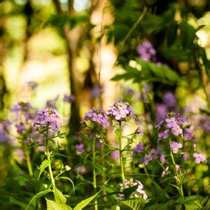 Lunch and Learn Webinar: Invasive Plant Species, Online event ...