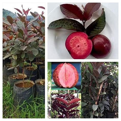 Malasian Red Guava Plant Pack Of 1 Healthy Live Plant For Home Garden ...