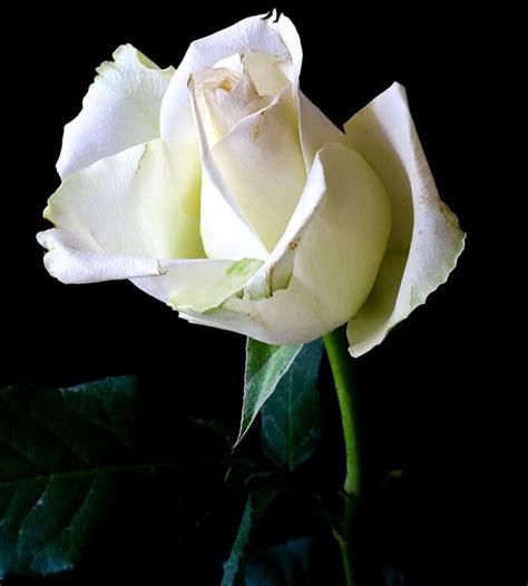 Happy Rose Day 2021 Quotes, Proposal Ideas, and Gifting Ideas