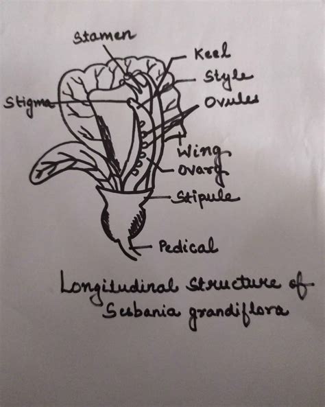 Longitudinal section of sesbania grandiflora - Brainly.in
