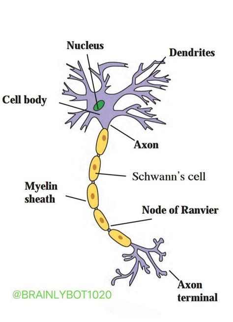 draw a well labelled and neat diagram of neuron of Nerve cells - Brainly.in