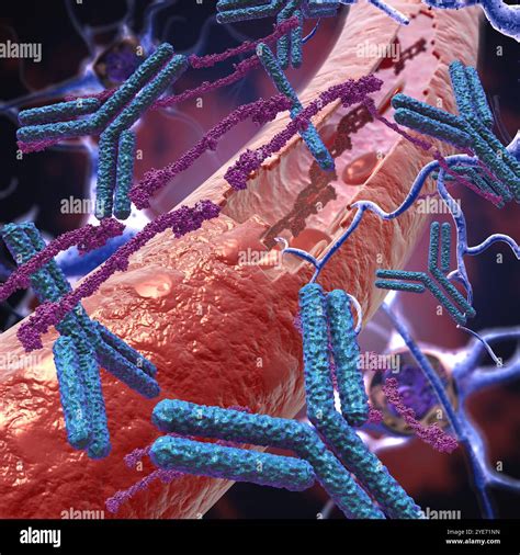 Illustration of antibodies (blue) targeting fibrinogen (purple) that is leaking from a damaged ...