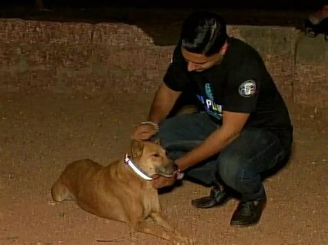 Man From Mangaluru Ties Collars Around Stray Dogs Necks To Save From ...