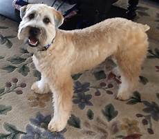 soft coated wheaten terrier haircut dog wheaten cute summer cut for a wheaten terrier wheaten world pinterest wheaten terrier terriers soft coated wheaten terrier haircut dog wheaten cute summer cut for a wheaten terrier wheaten world pinterest wheaten terrier terriers