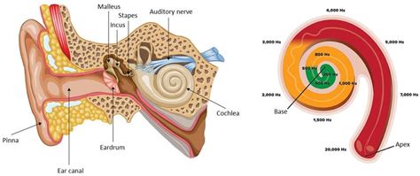 Peripheral Auditory System 的图像结果