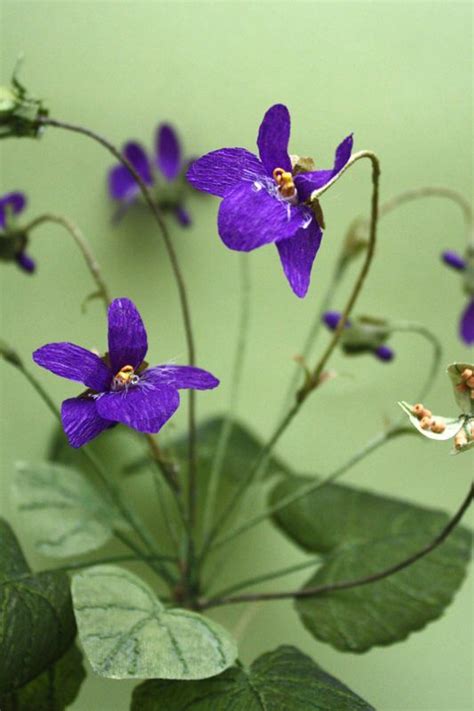 Image result for Paper Violet Tutorial