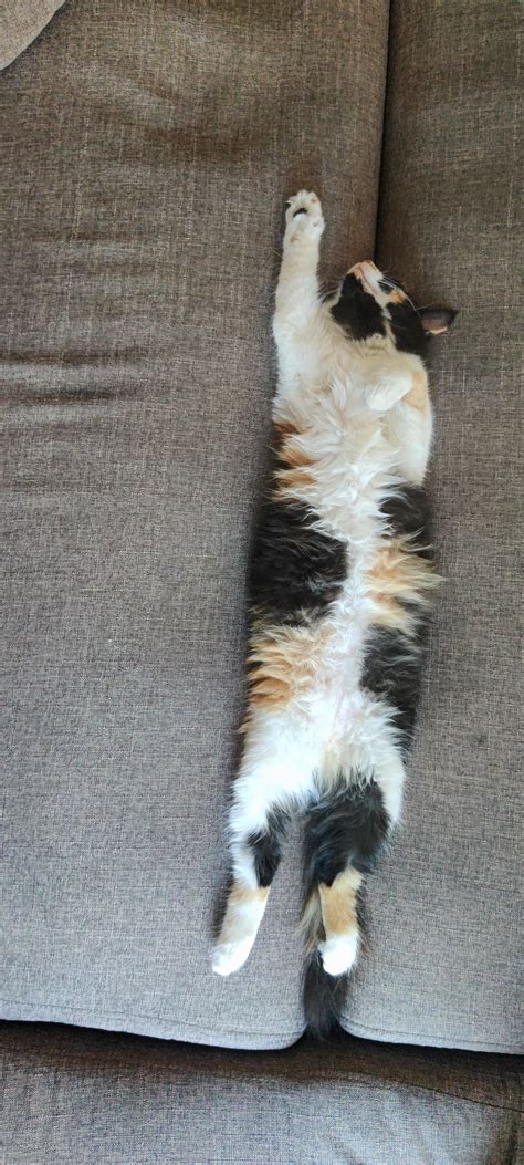 3 out of 4 : r/straightenedfeetsies
