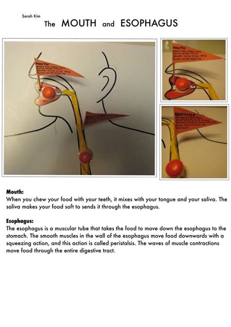 Image result for Digestive Model Tutorial