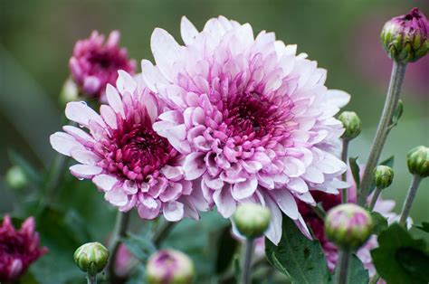 12 Long-Lasting Flowers That Are Perfect for Bouquets