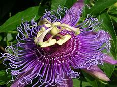 nomi di fiori esotici nomi di fiori viola significato fiori nomi di fiori nomi di fiori esotici nomi di fiori viola significato fiori nomi di fiori