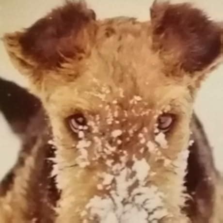 Jabra PanaCast 20 4K Video Conferencing Camera - Flexible Plug & Play ...