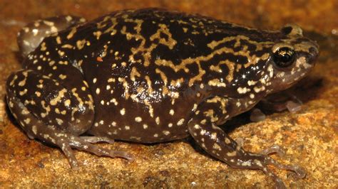 A new species of frog from Sri Lanka, revealed during the taxonomic ...