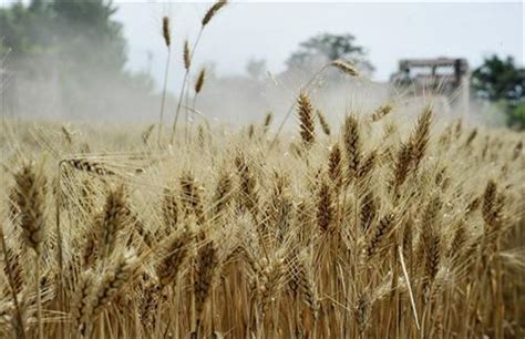 遭遇“烂场雨”的河南小麦，怎么样了？