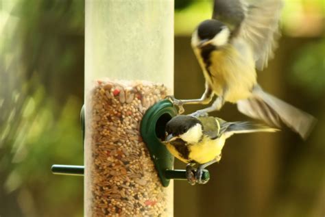 Birds That Eat Millet