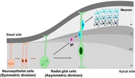 Journal of Developmental Biology | An Open Access Journal from MDPI