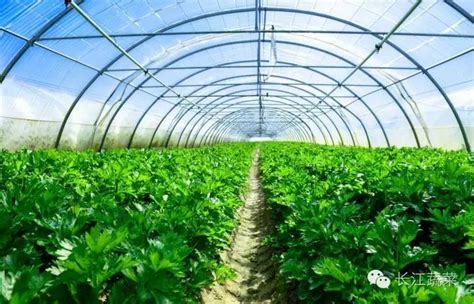 贵州省蔬菜种植面积达1762万亩_ 视频中国